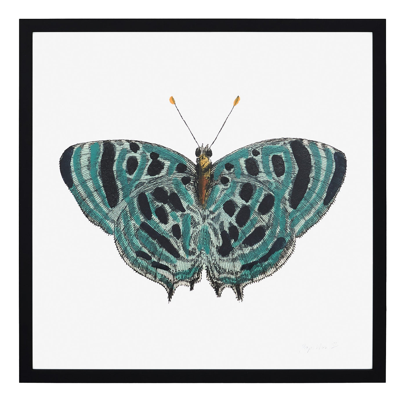 Papillon II