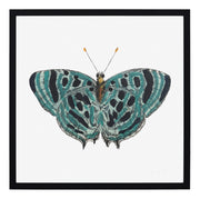 Papillon II