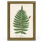 Set of 6 Decorative Fern prints