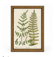 Set of 6 Decorative Fern prints
