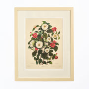 Large Botanical Print - Camellias III