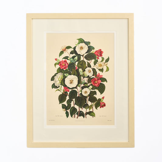 Large Botanical Print - Camellias III