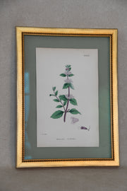 Framed Antique English Botanical Bookplates from Sowerby's English Botany