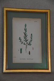 Framed Antique English Botanical Bookplates from Sowerby's English Botany