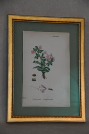 Framed Antique English Botanical Bookplates from Sowerby's English Botany