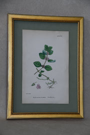 Framed Antique English Botanical Bookplates from Sowerby's English Botany