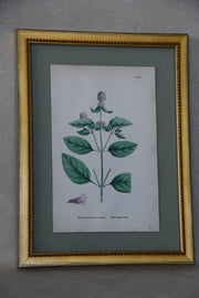 Framed Antique English Botanical Bookplates from Sowerby's English Botany