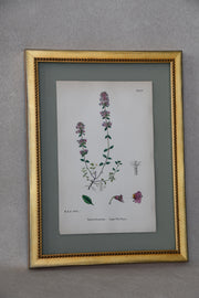Framed Antique English Botanical Bookplates from Sowerby's English Botany