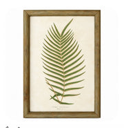 Set of 6 Decorative Fern prints