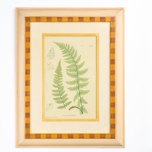 Fern II
