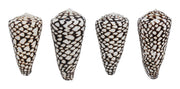 Marble Cone Shell