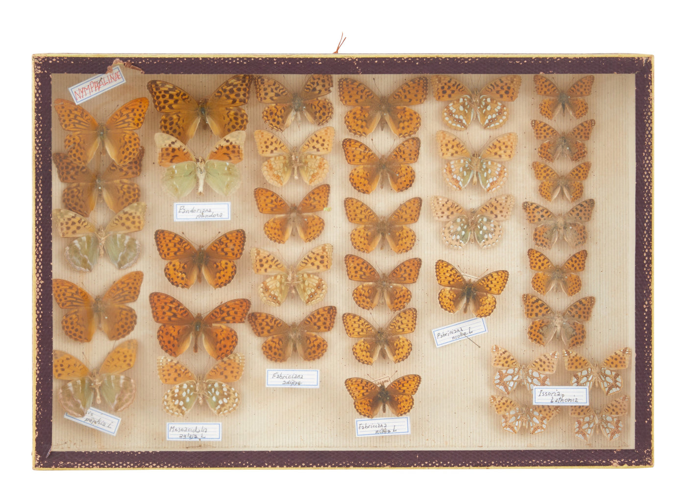Vintage Butterfly Speciman Collection III