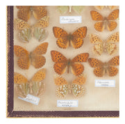 Vintage Butterfly Speciman Collection III