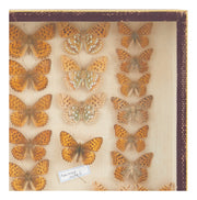 Vintage Butterfly Speciman Collection III