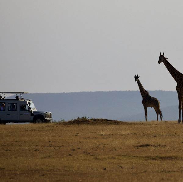 Future Safari