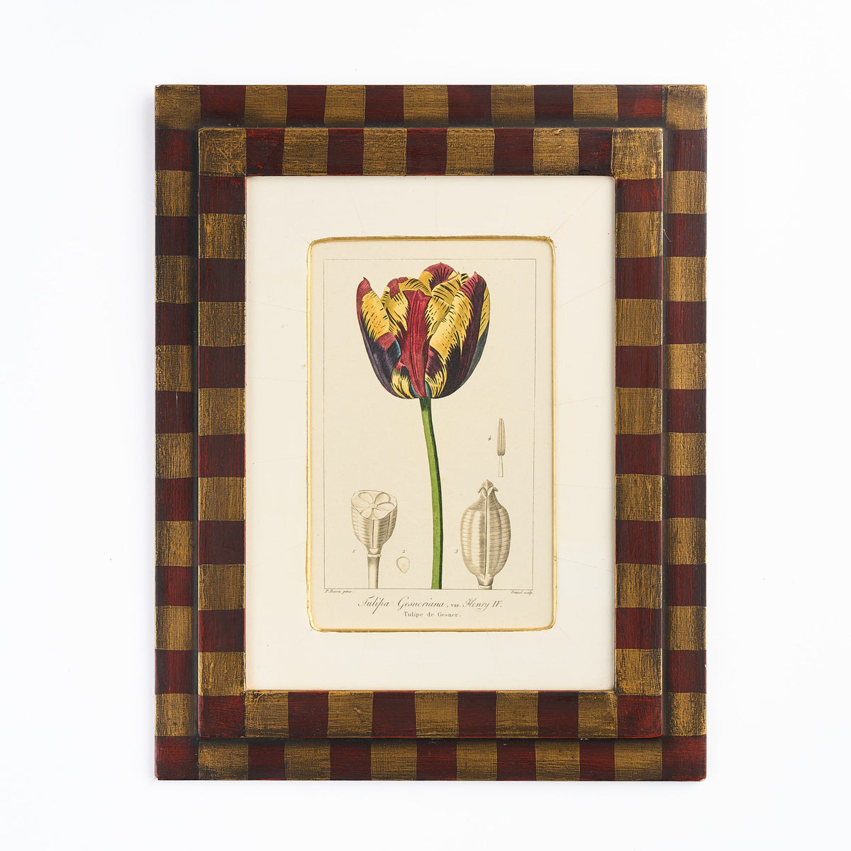 Botanical Print - 'Yellow and Red Tulip'