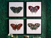 Papillon II