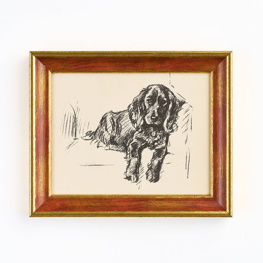 Lucy Dawson - Portrait of a black spaniel