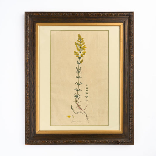A late 18th century Botanical Print I