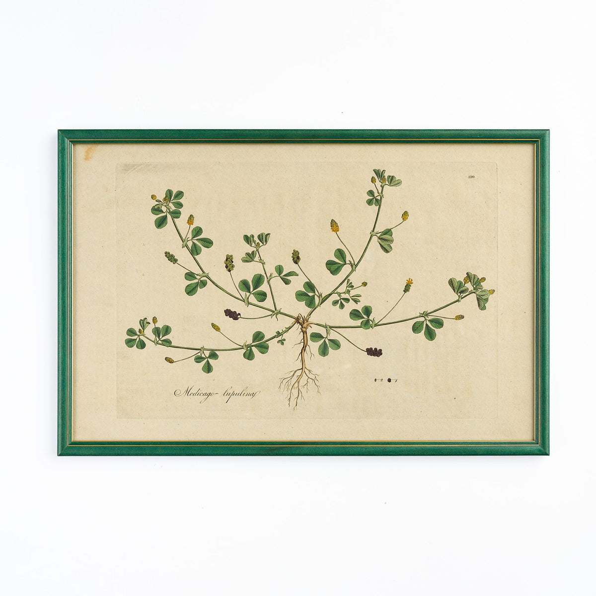 A late 18th century Botanical Print XI