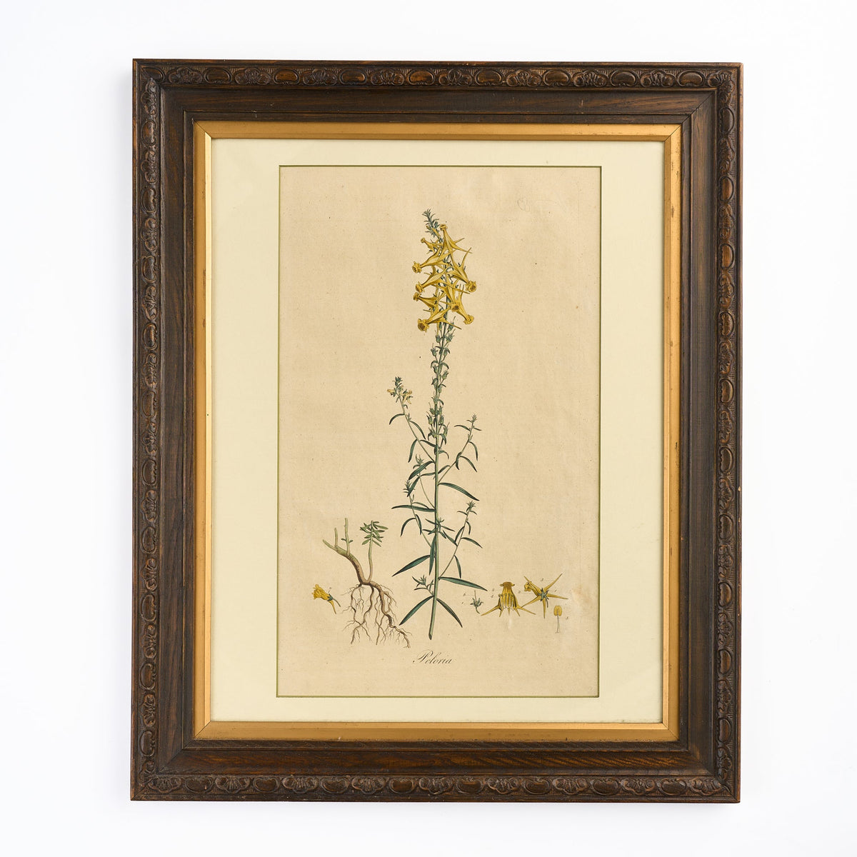 A late 18th century Botanical Print II