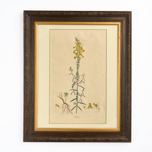 A late 18th century Botanical Print II
