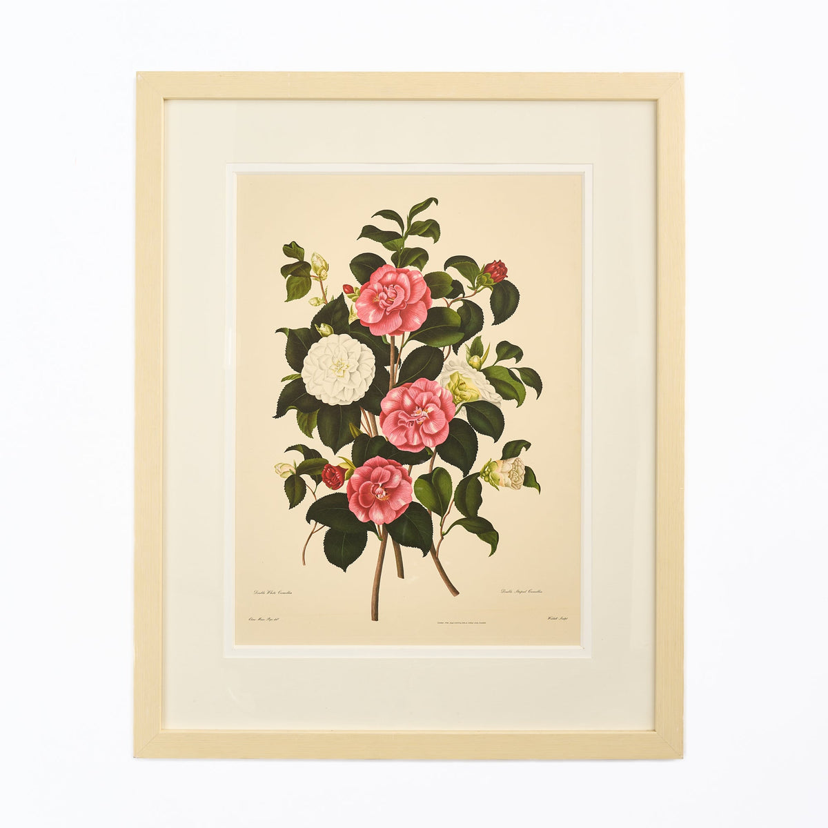 Large Botanical Print - Camellias I