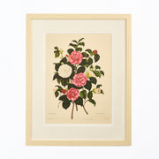 Large Botanical Print - Camellias I