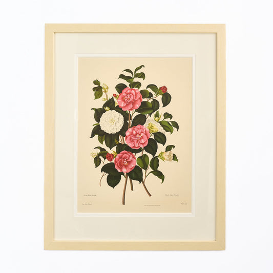 Large Botanical Print - Camellias I