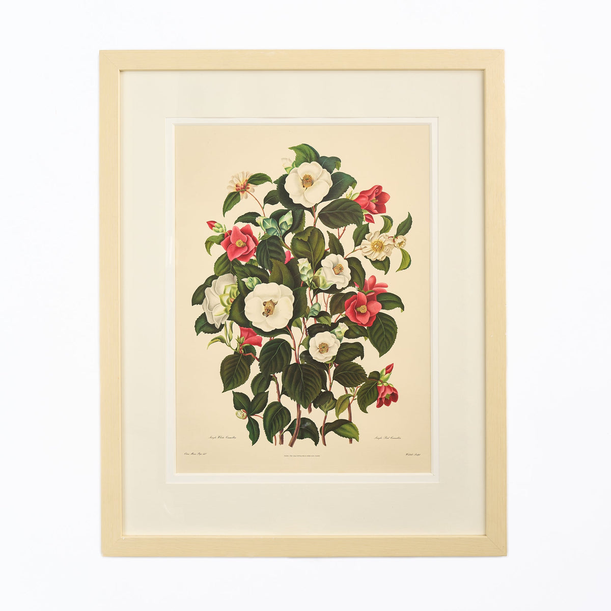 Large Botanical Print - Camellias IV
