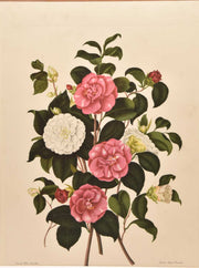Large Botanical Print - Camellias I