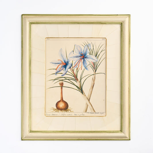 'Crocus' - A Decorative Botanical print I