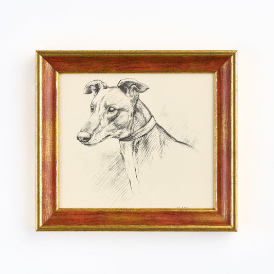 Lucy Dawson - Portrait of a Greyhound