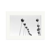 LA Palms