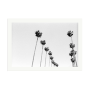 LA Palms