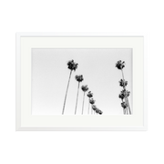 LA Palms