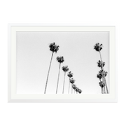 LA Palms