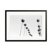 LA Palms