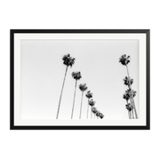 LA Palms