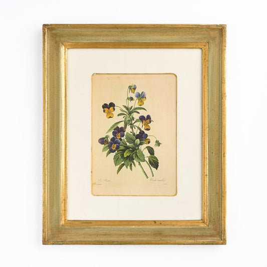A Nineteenth Century Botanical Print of Pansies