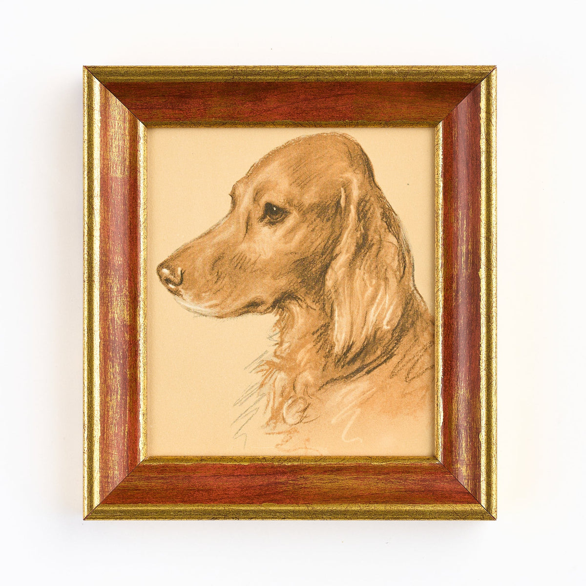Lucy Dawson - Head Study of a Red Setter