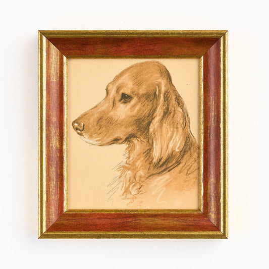 Lucy Dawson - Head Study of a Red Setter
