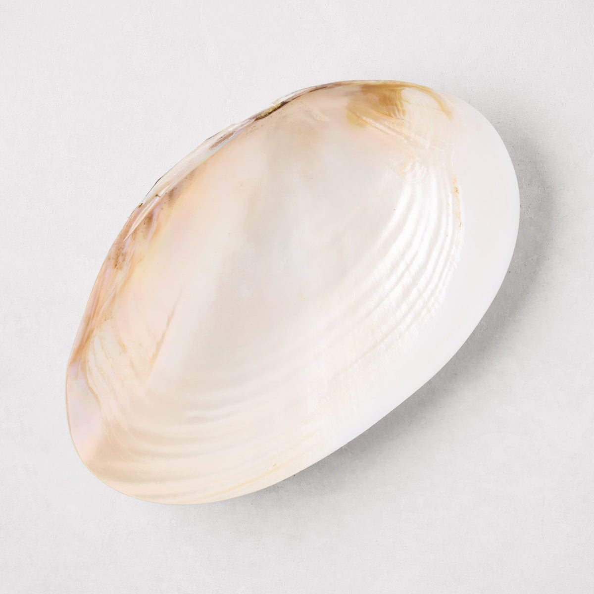 Shell Caviar Dish and Set of 4 Spoons